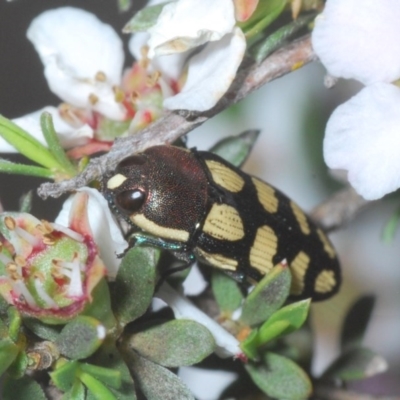 Castiarina decemmaculata (Ten-spot Jewel Beetle) at Holt, ACT - 23 Oct 2020 by Harrisi