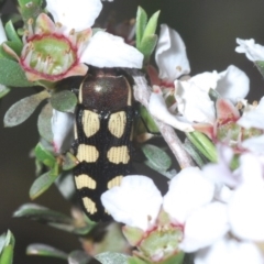 Castiarina decemmaculata at Holt, ACT - 23 Oct 2020