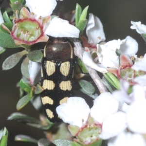 Castiarina decemmaculata at Holt, ACT - 23 Oct 2020