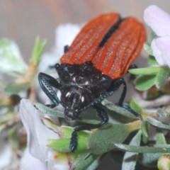 Castiarina nasuta (A jewel beetle) at Aranda Bushland - 23 Oct 2020 by Harrisi
