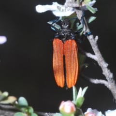 Castiarina nasuta at Holt, ACT - 23 Oct 2020