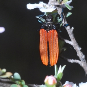 Castiarina nasuta at Holt, ACT - 23 Oct 2020