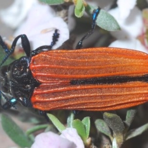 Castiarina nasuta at Holt, ACT - 23 Oct 2020