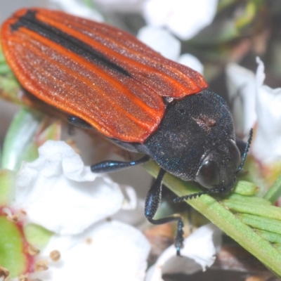 Castiarina erythroptera (Lycid Mimic Jewel Beetle) at Aranda Bushland - 23 Oct 2020 by Harrisi