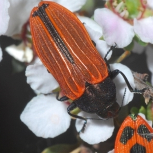 Castiarina erythroptera at Holt, ACT - 23 Oct 2020