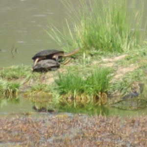 Chelodina longicollis at Wallaroo, NSW - 23 Oct 2020