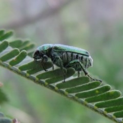 Diphucephala sp. (genus) (Green Scarab Beetle) at Coree, ACT - 23 Oct 2020 by Christine
