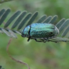 Diphucephala sp. (genus) at Coree, ACT - 23 Oct 2020