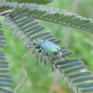 Diphucephala sp. (genus) at Coree, ACT - 23 Oct 2020