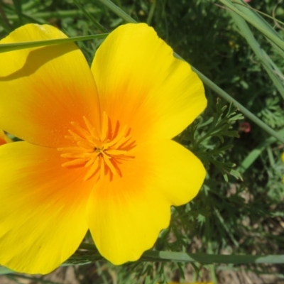 Eschscholzia californica (California Poppy) at Coree, ACT - 23 Oct 2020 by Christine