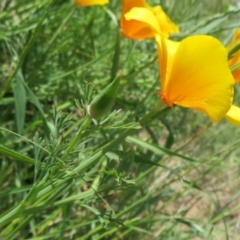 Eschscholzia californica at Coree, ACT - 23 Oct 2020 12:47 PM