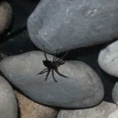 Unidentified Other web-building spider at Berry, NSW - 23 Oct 2020 by Username279