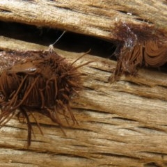 Stemonitales (Order) at Uriarra Recreation Reserve - 23 Oct 2020 by Christine