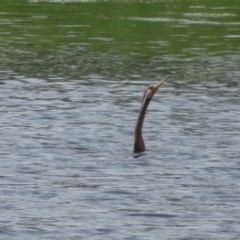 Anhinga novaehollandiae (Australasian Darter) at West Belconnen Pond - 23 Oct 2020 by Christine