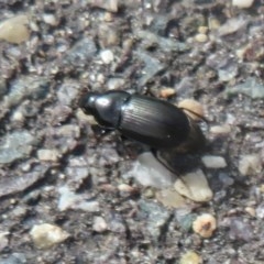 Carabidae sp. (family) (A ground beetle) at West Belconnen Pond - 23 Oct 2020 by Christine