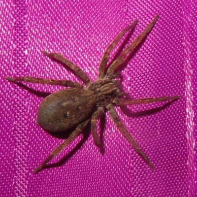 Mituliodon tarantulinus (Prowling Spider) at Flynn, ACT - 24 Oct 2020 by Christine