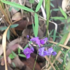 Glycine clandestina (Twining Glycine) at Eurobodalla National Park - 24 Oct 2020 by LocalFlowers