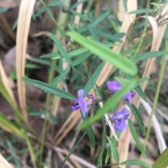 Glycine clandestina at Mystery Bay, NSW - 24 Oct 2020