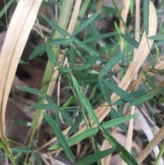 Glycine clandestina at Mystery Bay, NSW - 24 Oct 2020