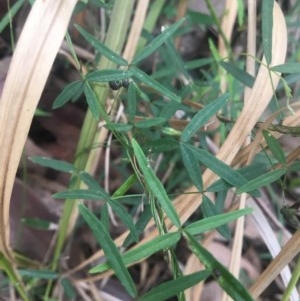 Glycine clandestina at Mystery Bay, NSW - 24 Oct 2020