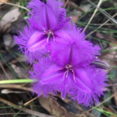 Thysanotus juncifolius (Branching Fringe Lily) at Mystery Bay, NSW - 23 Oct 2020 by LocalFlowers