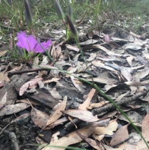 Thysanotus juncifolius at Mystery Bay, NSW - 24 Oct 2020