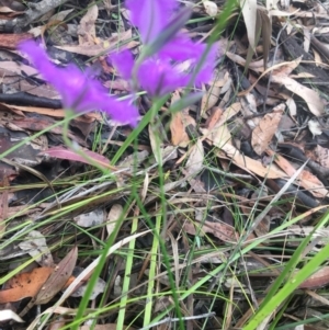 Thysanotus juncifolius at Mystery Bay, NSW - 24 Oct 2020 08:30 AM
