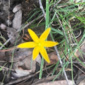 Hypoxis hygrometrica var. hygrometrica at Mystery Bay, NSW - 24 Oct 2020 08:31 AM