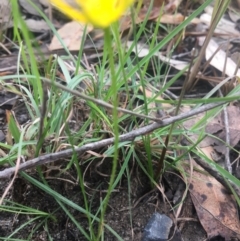 Hypoxis hygrometrica var. hygrometrica at Mystery Bay, NSW - 24 Oct 2020 08:31 AM