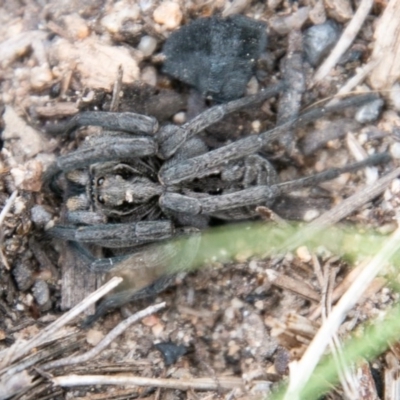 Tasmanicosa sp. (genus) (Unidentified Tasmanicosa wolf spider) at Namadgi National Park - 21 Oct 2020 by SWishart