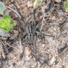 Tasmanicosa sp. (genus) at Mount Clear, ACT - 21 Oct 2020 11:47 AM