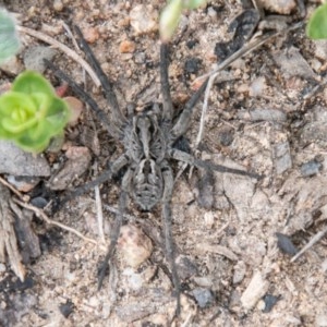 Tasmanicosa sp. (genus) at Mount Clear, ACT - 21 Oct 2020 11:47 AM