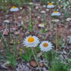 Leucochrysum albicans subsp. tricolor (Hoary Sunray) at Karabar, NSW - 22 Oct 2020 by roachie