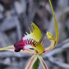 Caladenia atrovespa (Green-comb Spider Orchid) at Mount Jerrabomberra - 22 Oct 2020 by roachie