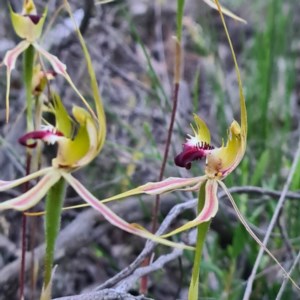 Caladenia atrovespa at Karabar, NSW - 22 Oct 2020