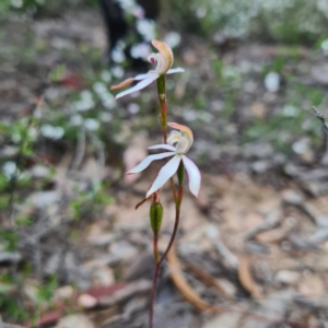 Caladenia moschata at Karabar, NSW - 22 Oct 2020