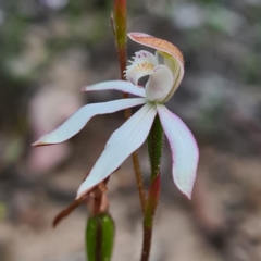 Caladenia moschata at Karabar, NSW - 22 Oct 2020