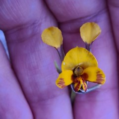 Diuris semilunulata (Late Leopard Orchid) at Mount Jerrabomberra - 22 Oct 2020 by roachie