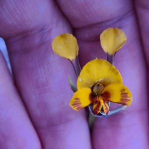 Diuris semilunulata at Karabar, NSW - suppressed