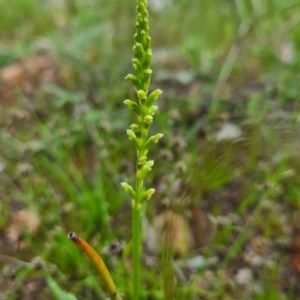 Microtis sp. at Karabar, NSW - 22 Oct 2020