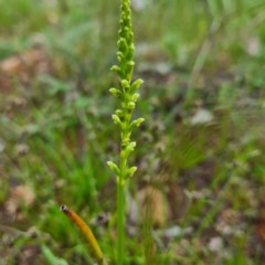 Microtis sp. (Onion Orchid) at Karabar, NSW - 22 Oct 2020 by roachie