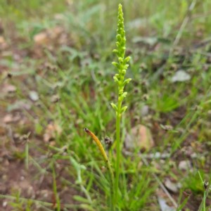 Microtis sp. at Karabar, NSW - 22 Oct 2020