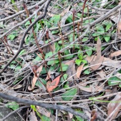 Chiloglottis trapeziformis (Diamond Ant Orchid) at Jerrabomberra, NSW - 7 Oct 2020 by roachie