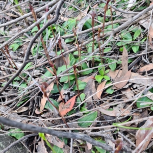 Chiloglottis trapeziformis at Jerrabomberra, NSW - suppressed