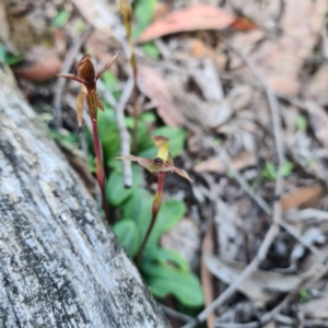 Chiloglottis trapeziformis at Jerrabomberra, NSW - suppressed