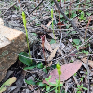 Chiloglottis trapeziformis at Jerrabomberra, NSW - suppressed