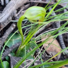 Pterostylis nutans (Nodding Greenhood) at Mount Jerrabomberra - 7 Oct 2020 by roachie