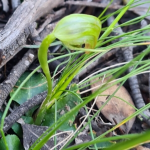 Pterostylis nutans at Jerrabomberra, NSW - suppressed