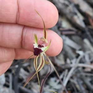 Caladenia atrovespa at Jerrabomberra, NSW - 7 Oct 2020