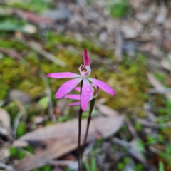 Caladenia fuscata (Dusky Fingers) at Jerrabomberra, NSW - 7 Oct 2020 by roachie